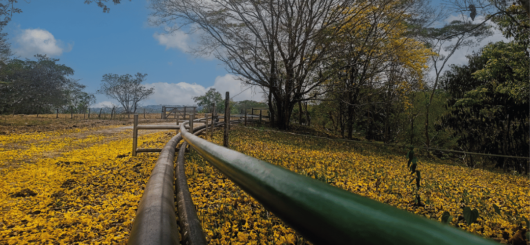 Pipeline running through a natural corridor lined with trees