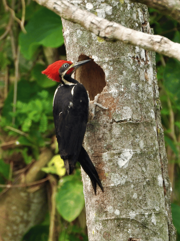 Woodpecker in its natural habitat within our operating areas