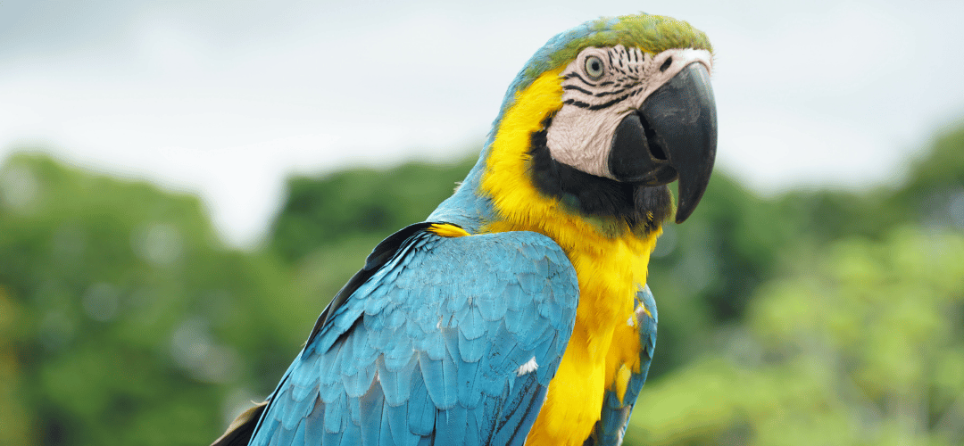 Blue-and-yellow macaw, part of the biodiversity in our operating areas